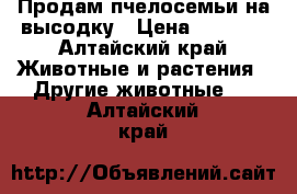 Продам пчелосемьи на высодку › Цена ­ 6 500 - Алтайский край Животные и растения » Другие животные   . Алтайский край